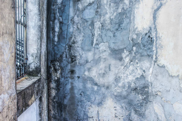 istock Plant in a Vintage Wall 657237120