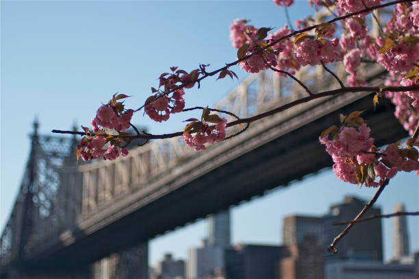 istock Cherry blossom in Roosevelt Island, NY 657243420