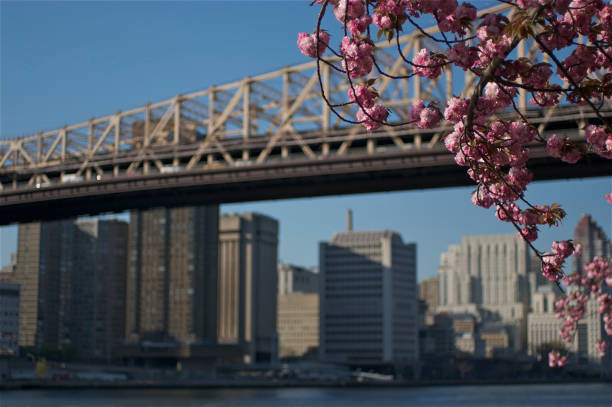 istock Cherry blossom in Roosevelt Island, NY 657243456