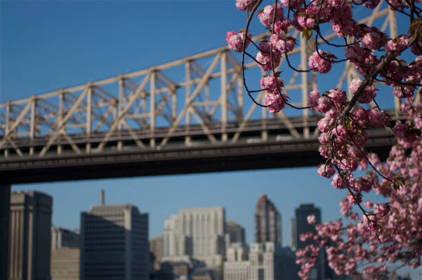 istock Cherry blossom in Roosevelt Island, NY 657243458