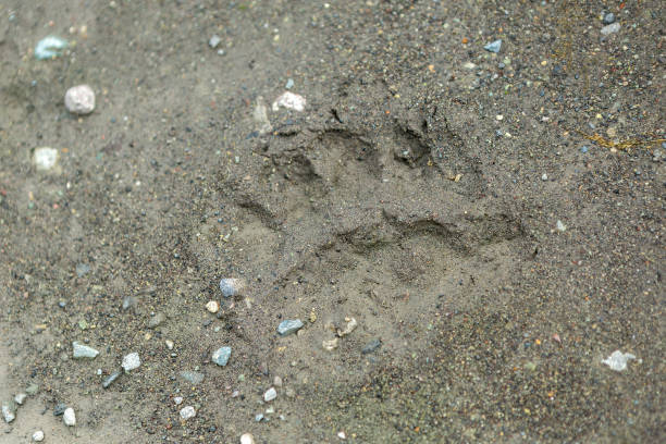 istock Fresh trail of bear paws on the soil on Kamchatka Peninsula 657248648