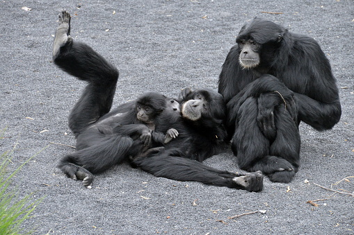 close-up photo sequence of a family of siamango gibbons