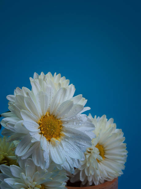 istock Beautiful chrysanthemum as background picture. 657251792