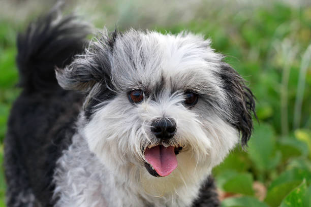 Cute dog outdoors.