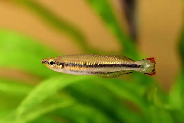 Madagascar rainbowfish Bedotia madagascariensis Madagascan Aquarium Fish