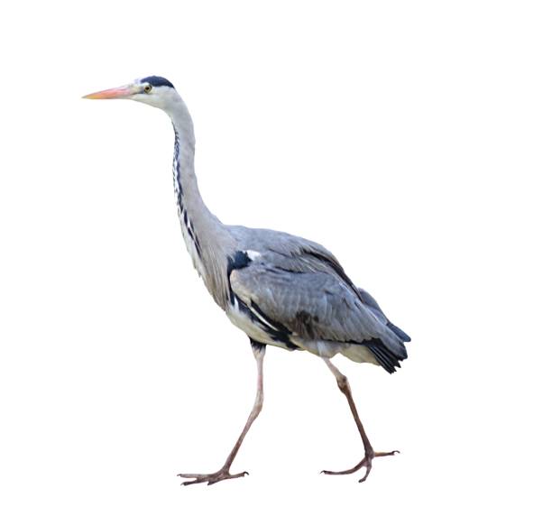 istock grey heron wading bird isolated on a white background 657261466
