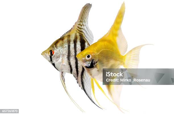 Angelfish Pterophyllum Scalare Aquarium Fish Isolated On White Stock Photo - Download Image Now