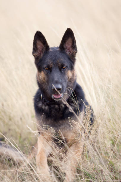 istock Dog German Shepherd sit in field portrait 657264840