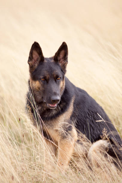 istock Dog German Shepherd sit in field portrait 657264842