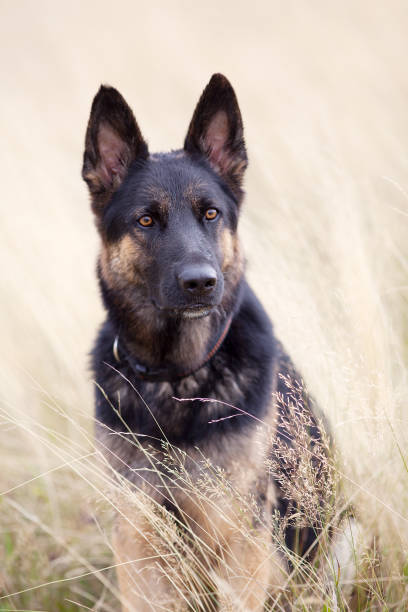 istock Dog German Shepherd sit in field portrait 657264850