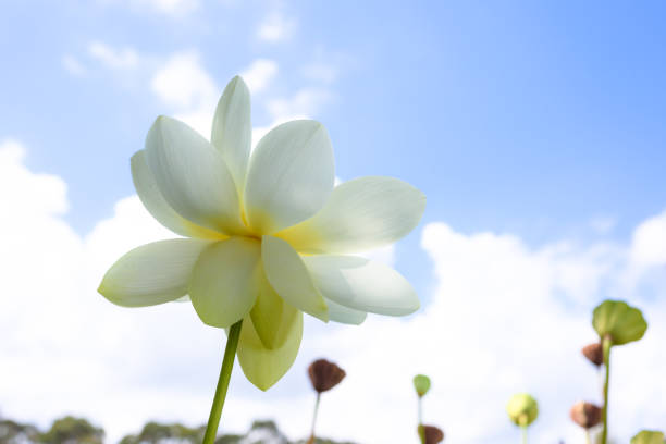 Closeup of a white blooming lotus, blue sky with cloud background, bottom view