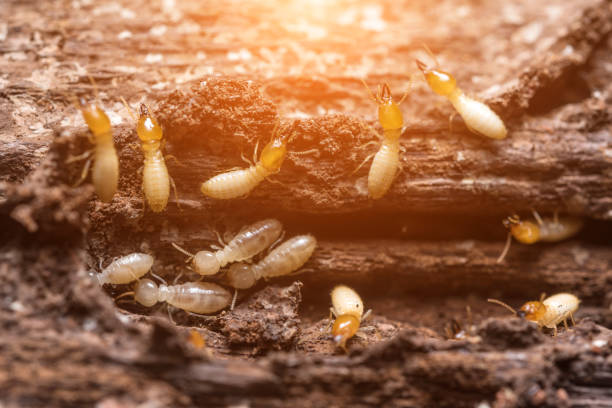 gros plan de termites ou blanc fourmis - worker termite photos et images de collection