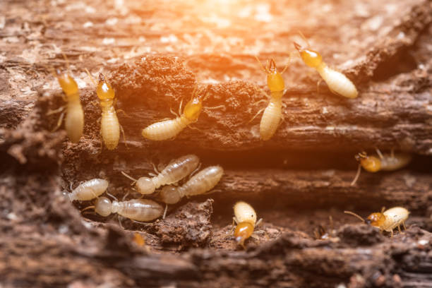 close up termites or white ants - termite wood damaged rotting imagens e fotografias de stock