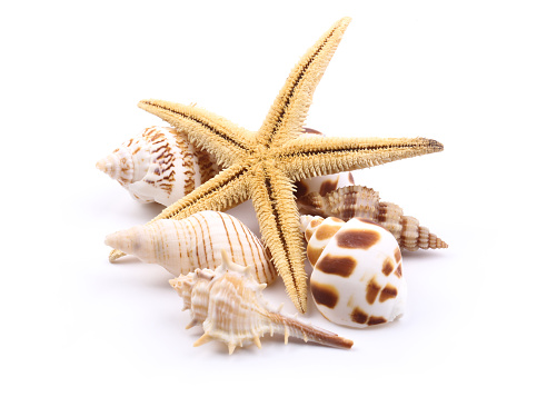 Starfish and shells are isolated on white background.