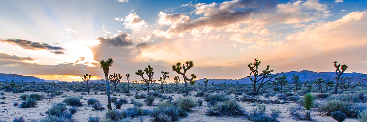 A panorama of Joshua Tree National Park