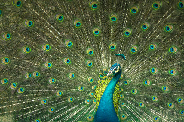 istock close up of peacock showing drametic trail 657280610