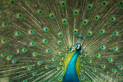 close up of peacock showing drametic trail