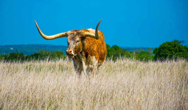 award winning texas longhorn steer permanent proud - texas longhorn cattle photos et images de collection