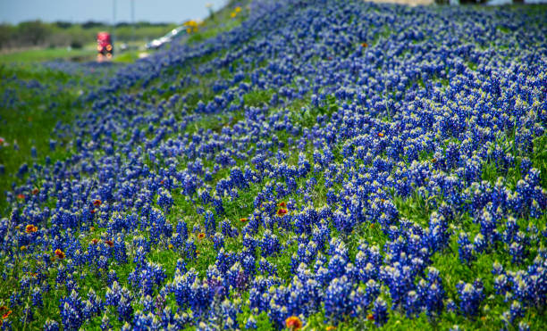 istock Texsa Hill Country Solid Blue Hill with Tons of BlueBonnets Filling Springtime with Color Sunny Day Colorful Spring time Flowers in a large meadow 657283554