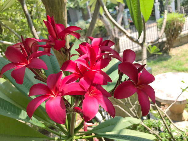 istock Frangipani or Plumeria flowers. 657286930