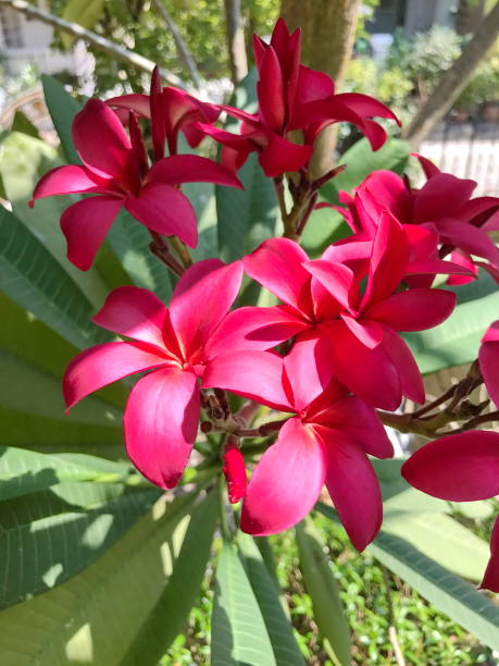 istock Frangipani or Plumeria flowers. 657289910