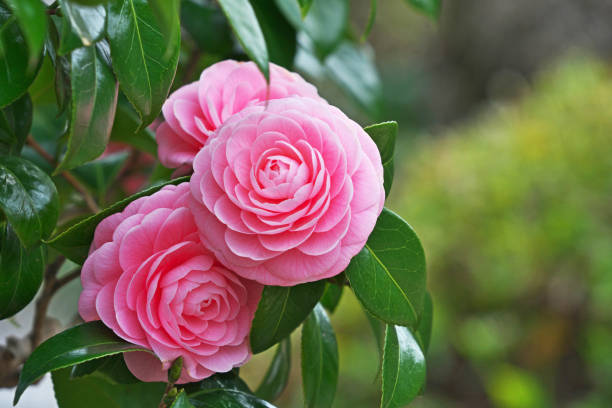 istock Camellia japonica 657292892