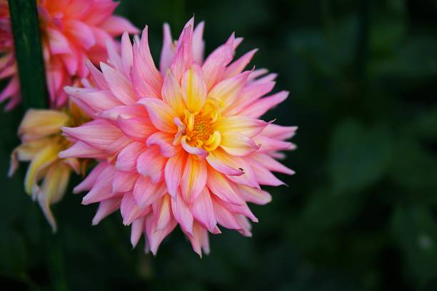 istock Close Up Pink blooming Flower with Green Leaves and little bug 657293984