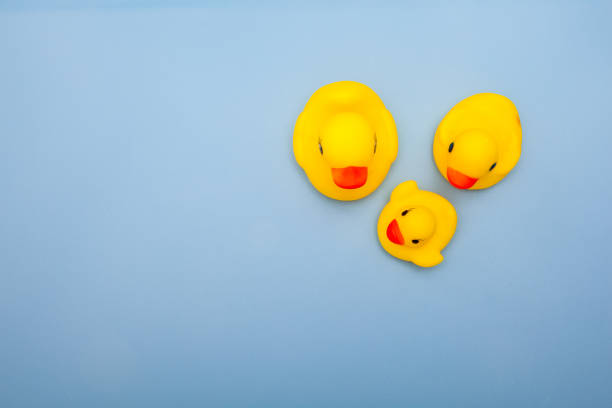 toy of yellow duck family on blue backgrounds - duckling parent offspring birds imagens e fotografias de stock