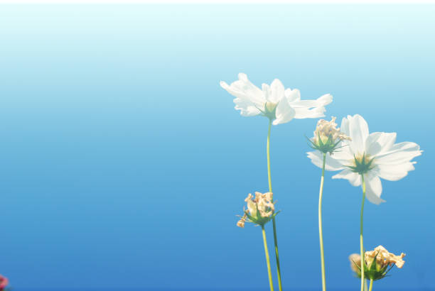cosmos flowers vintage tone.