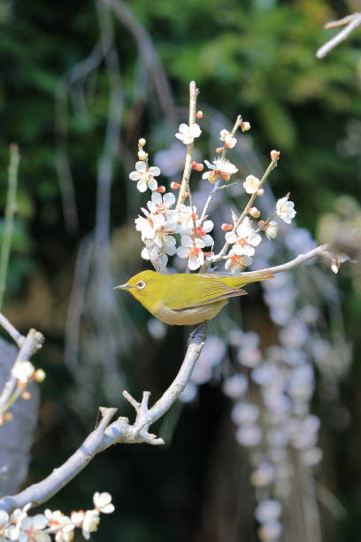 istock White-eye bird and plum 657317572