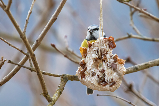 Homemade bird feeder, coconut fat cookie with nut, raisin hanging on tree in winter