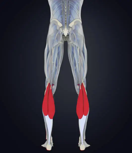 Photo of Calf muscles, human anatomy, gastrocnemius. 3d illustration