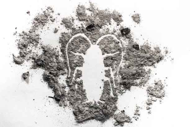 istock Roach as cockroach insect drawing in grey ash, dust, dirt 657334938