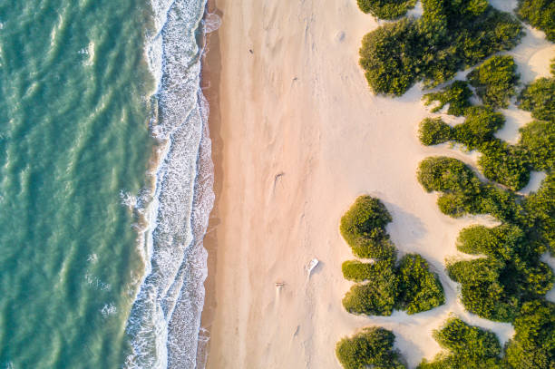 Aerial view of the Italian wild beach and waves  at sunset Aerial view of the Italian wild beach and waves  at sunset sabaudia stock pictures, royalty-free photos & images