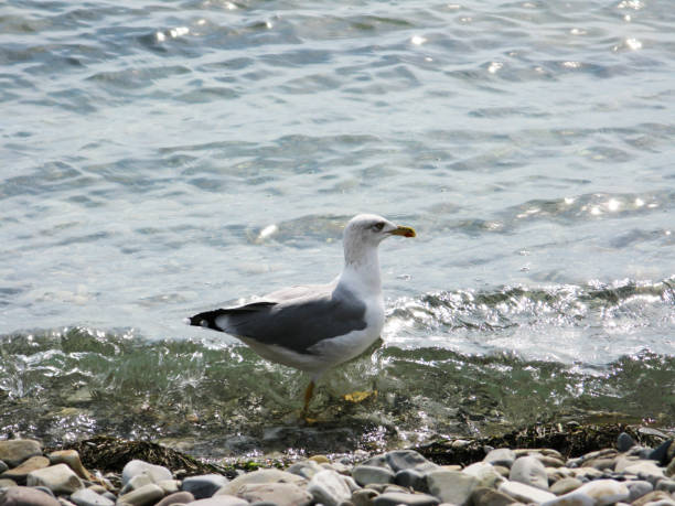istock Seagull bird animal walking on the sea shore 657336650