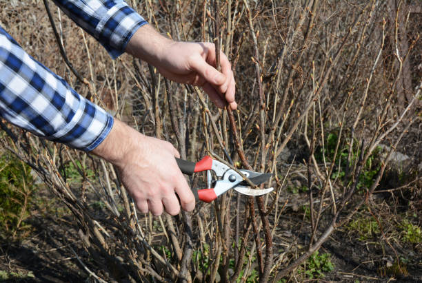 istock Blackcurrant bush pruning  with bypass secateurs. Gardener cutting black currant bush branch in springtime. 657339164