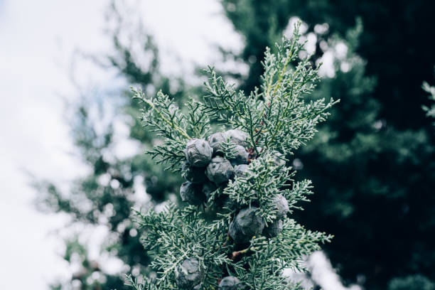 istock Mediterranean Cypress foliage and cones 657339776
