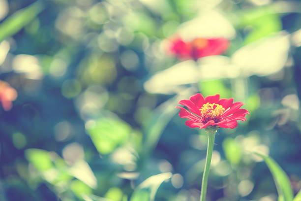 Zinnia flower in garden on park natural  background.