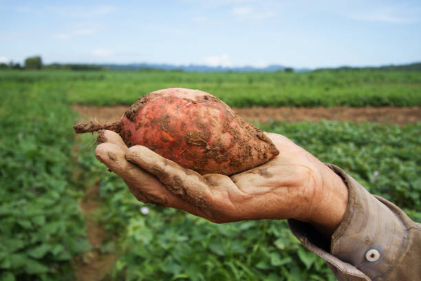istock Sweet potato farm 657342598