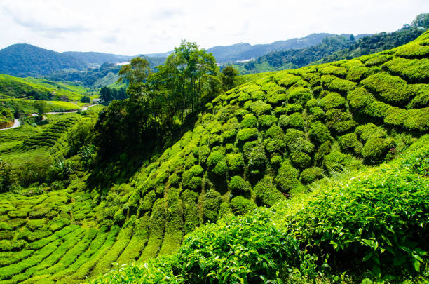 istock Tea plantations in Malaysia 657345622