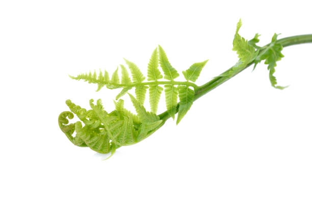 istock fresh vegetable fern or paco fern on white background 657345698