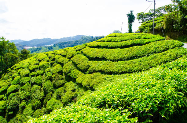 istock Tea plantations in Malaysia 657345756