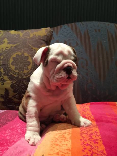 istock Bulldog puppy 1 657346232