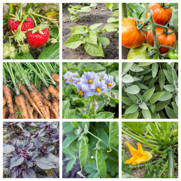 istock garden fruits 657350452