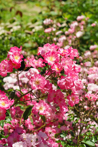 istock Rose, the sort of Groundcover Fair Play. 657350996