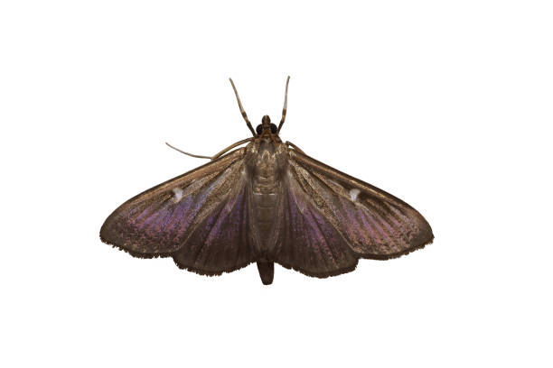 istock A butterfly of the family moth (lat. Pyralidae) 657351000