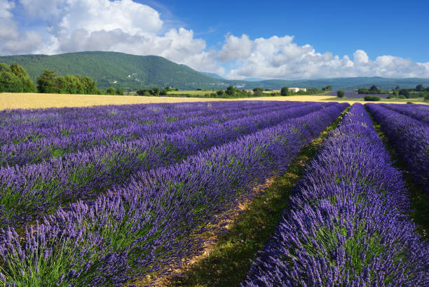 istock Lavender field in Provence, France 657351122