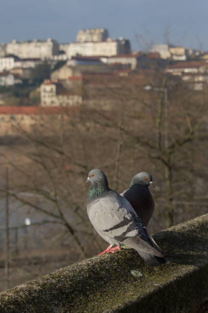 istock two pigeons on the edge of a building 657352740