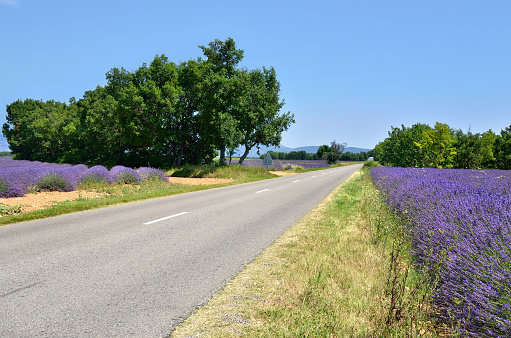 Empty asphalt road along lavender fields. Plateau of Valensole, Provence, France