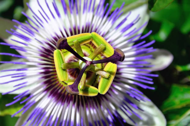 Blooming passion fruit Fetid passionflower, Scarletfruit passionflower, Stinking passionflower (Passiflora foetida) passion fruit flower stock pictures, royalty-free photos & images